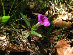 Ipomoea madrensis