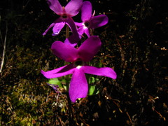 Pinguicula oblongiloba
