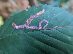 Nepticuloidea