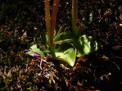 Pinguicula oblongiloba