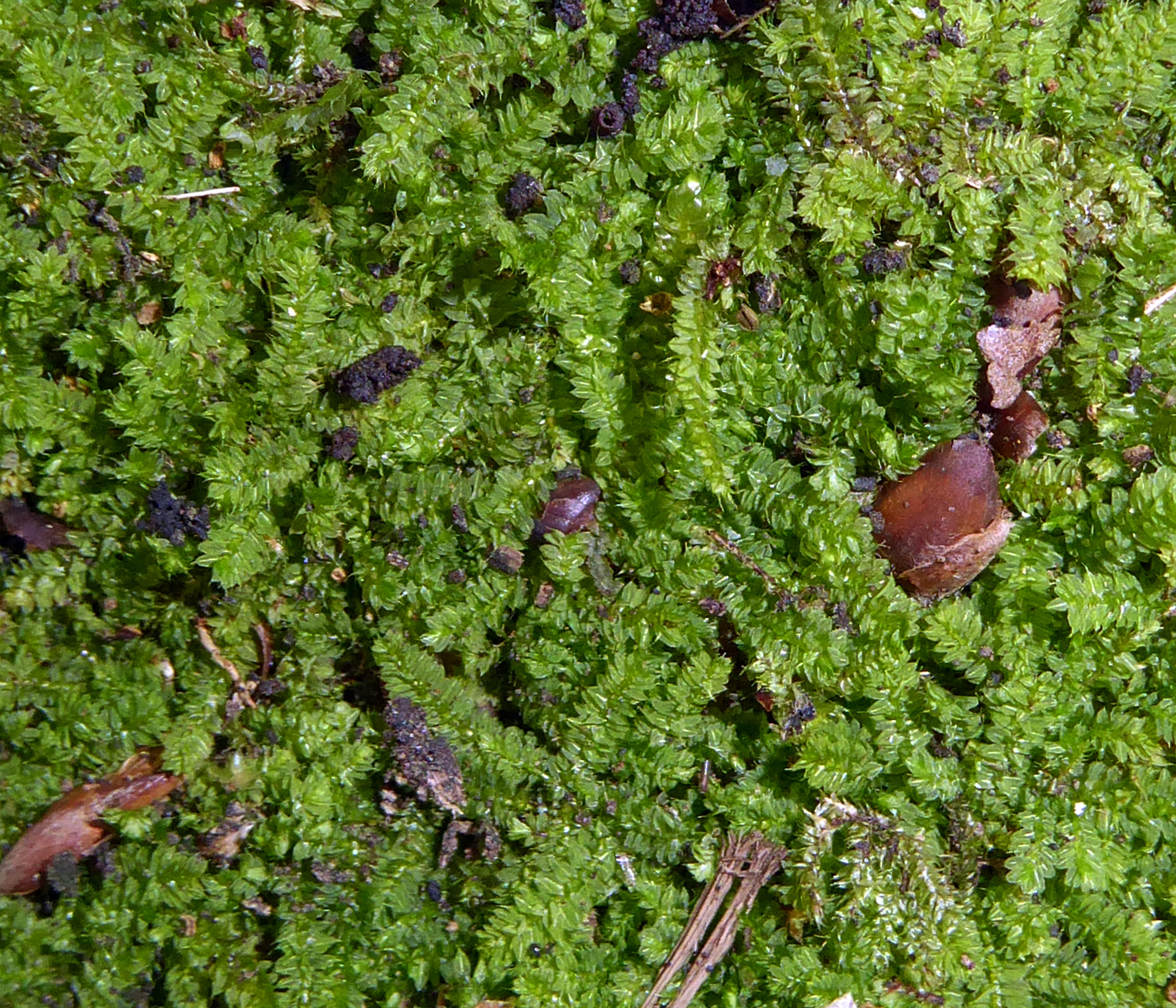Racopilaceae