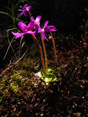 Pinguicula oblongiloba