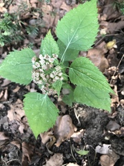 Ageratina altissima
