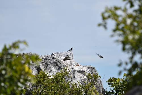 iNaturalist image