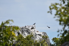 Xenocopsychus ansorgei