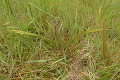Thelymitra longifolia