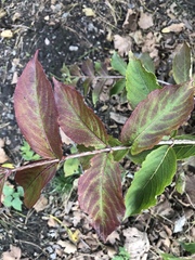 Weigela floribunda