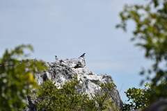 Xenocopsychus ansorgei