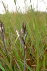 Thelymitra longifolia