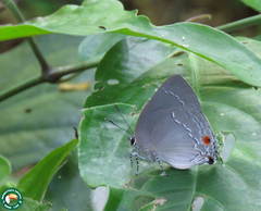 Strephonota ambrax