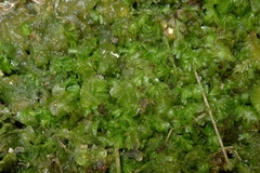 Hymenophyllum minimum