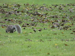 Sciurus carolinensis