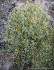 Leucosyris carnosa