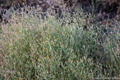 Leucosyris carnosa