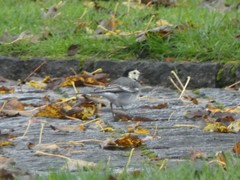 Motacilla alba yarrellii