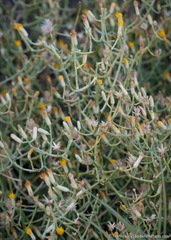 Leucosyris carnosa