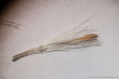 Leucosyris carnosa
