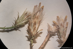 Leucosyris carnosa