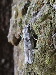 Izatha convulsella