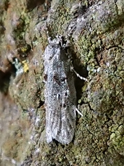 Izatha convulsella