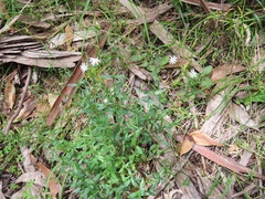 Stellaria angustifolia