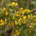 Pultenaea villosa - Photo (c) Tony Rodd, algunos derechos reservados (CC BY-NC-SA)