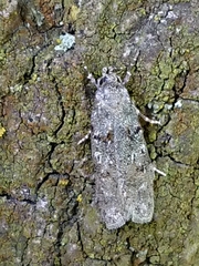 Izatha convulsella