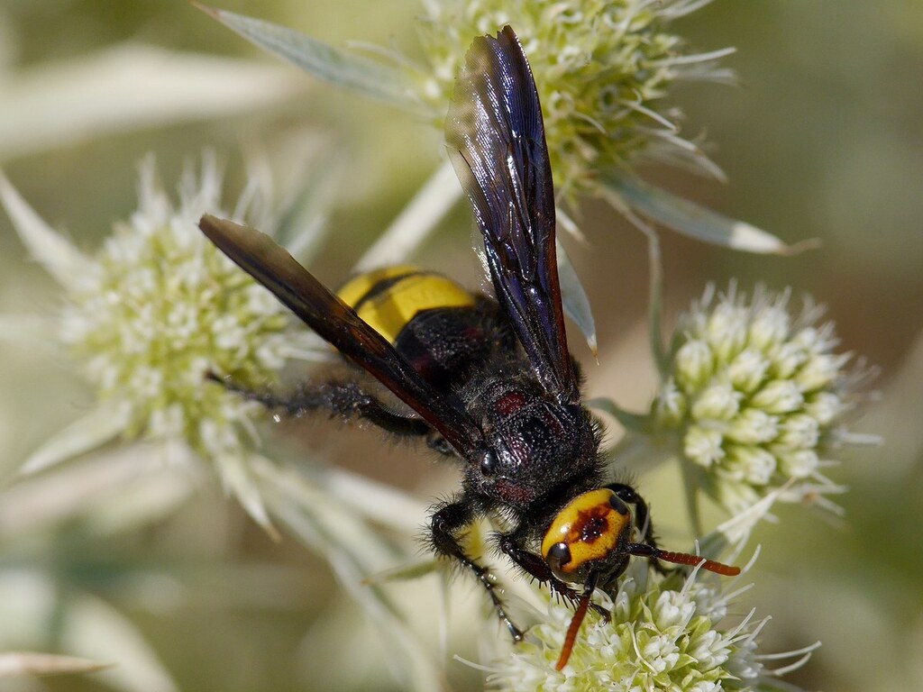 Scolia flaviceps