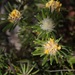 Pultenaea petiolaris - Photo (c) Tatiana Gerus,  זכויות יוצרים חלקיות (CC BY-SA)