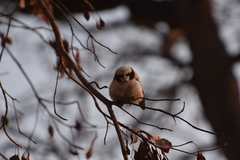 Eurocephalus anguitimens