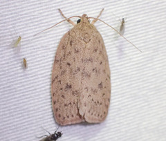 Garrha repandula