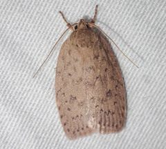 Garrha repandula