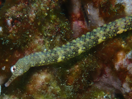 Veelstip-zeenaald (Corythoichthys polynotatus) — Syngnathidae