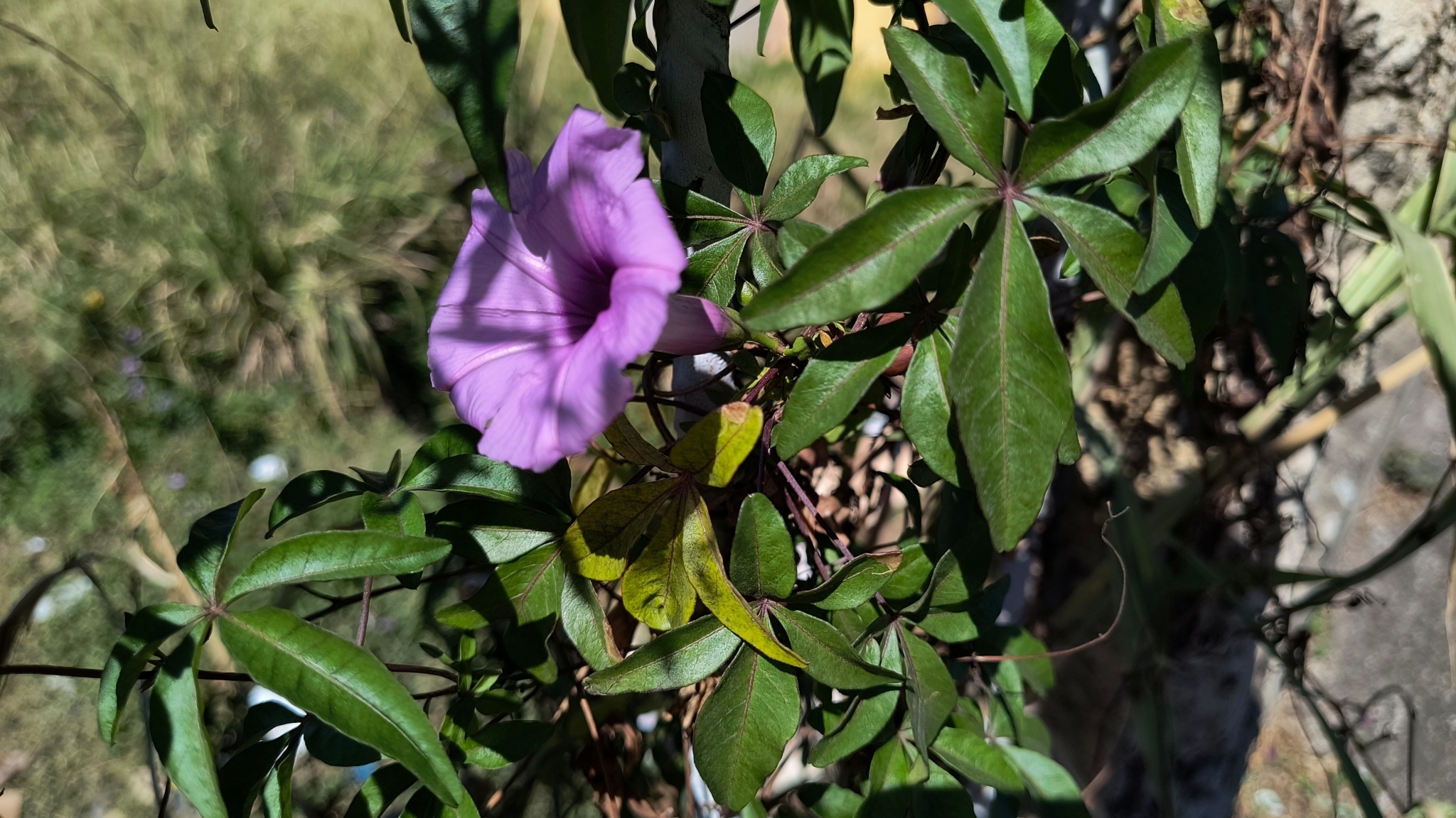 Ipomoea cairica
