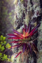 Tillandsia guatemalensis