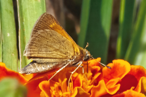 Tawny-edged Skipper