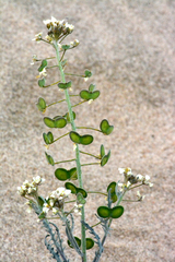 Dimorphocarpa pinnatifida