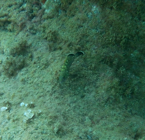 Epinephelus marginatus