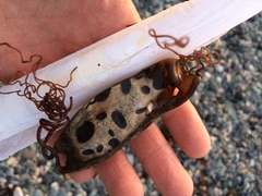 Scyliorhinus stellaris