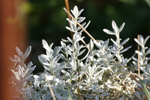 Cerastium tomentosum