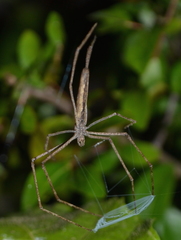 Deinopis longipes