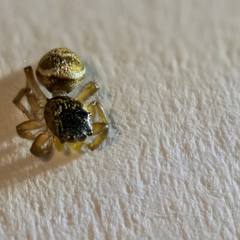 Heliophanus tribulosus