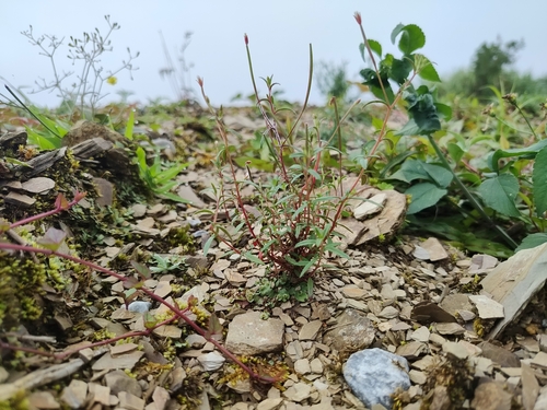 Epilobium platystigmatosum iNat (3)