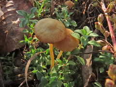 Galerina graminea