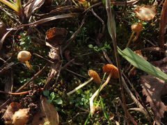 Galerina graminea