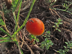 Hygrocybe conicoides
