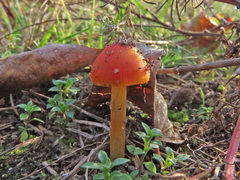 Hygrocybe conicoides