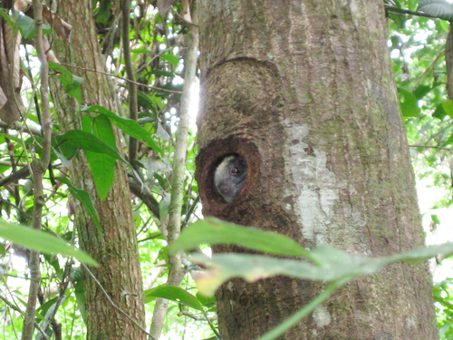 Yellow-crowned Brush-tailed Rat