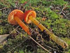 Hygrocybe conicoides