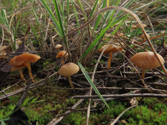 Galerina graminea